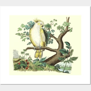 Cockatoo Bird Wildlife Illustration Posters and Art